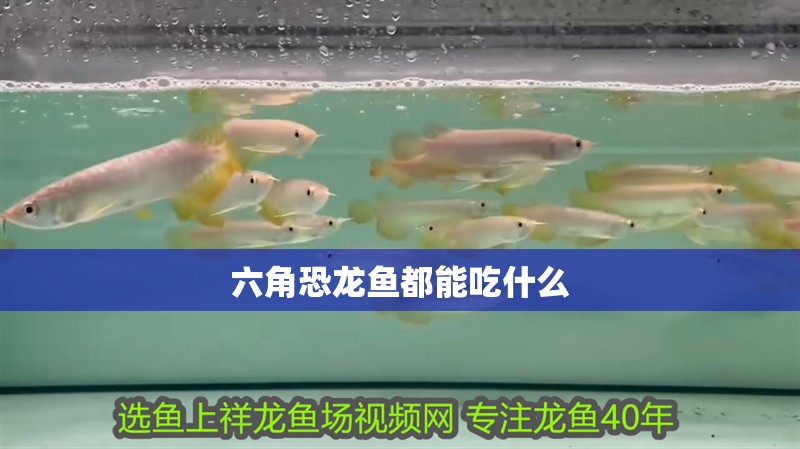 六角恐龍魚都能吃什么