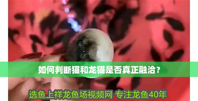如何判斷貓和龍貓是否真正融洽？