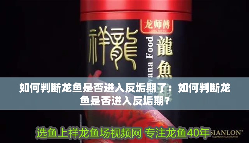 如何判斷龍魚是否進入反垢期了：如何判斷龍魚是否進入反垢期？