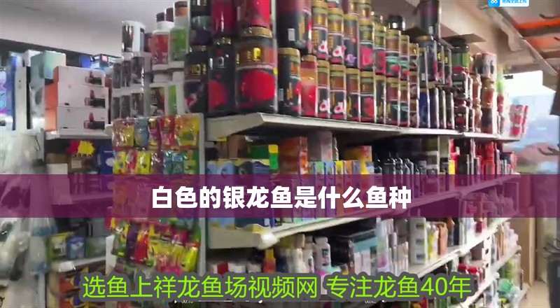 白色的銀龍魚是什么魚種