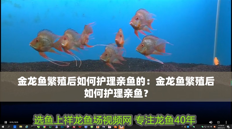 金龍魚繁殖后如何護理親魚的：金龍魚繁殖后如何護理親魚？