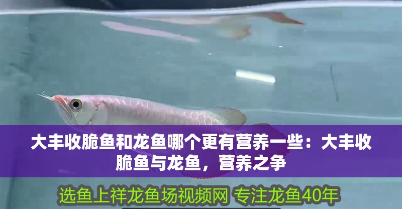 大豐收脆魚和龍魚哪個更有營養(yǎng)一些：大豐收脆魚與龍魚，營養(yǎng)之爭