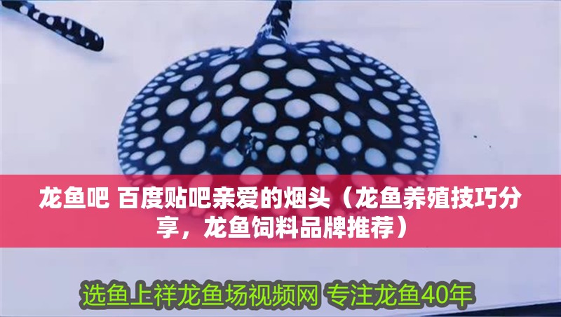 龍魚吧 百度貼吧親愛的煙頭（龍魚養殖技巧分享，龍魚飼料品牌推薦）