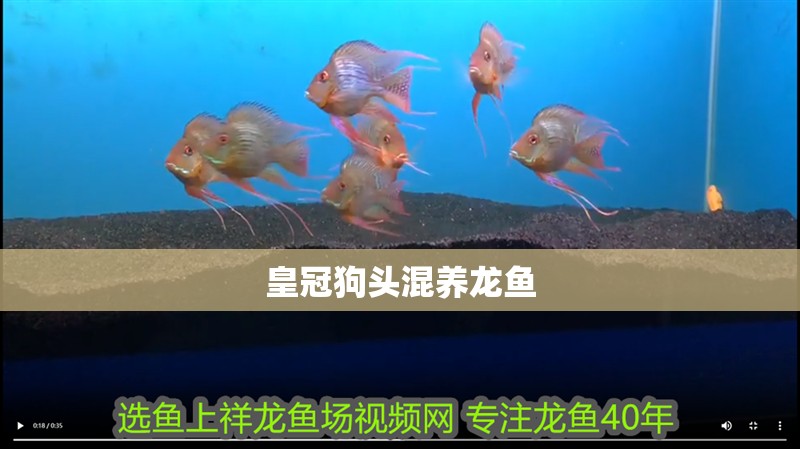 皇冠狗頭混養(yǎng)龍魚