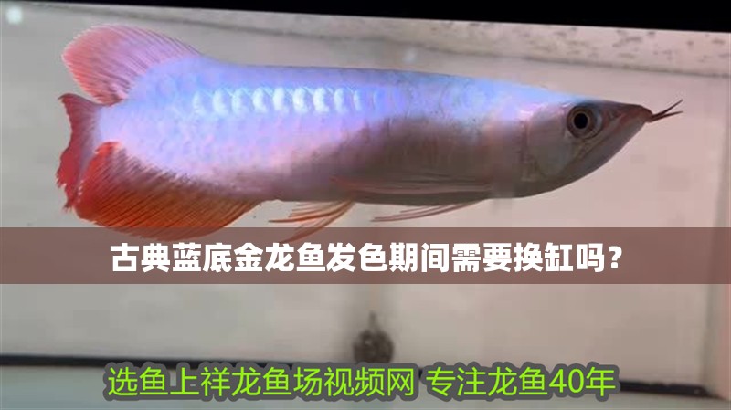 古典藍底金龍魚發色期間需要換缸嗎？