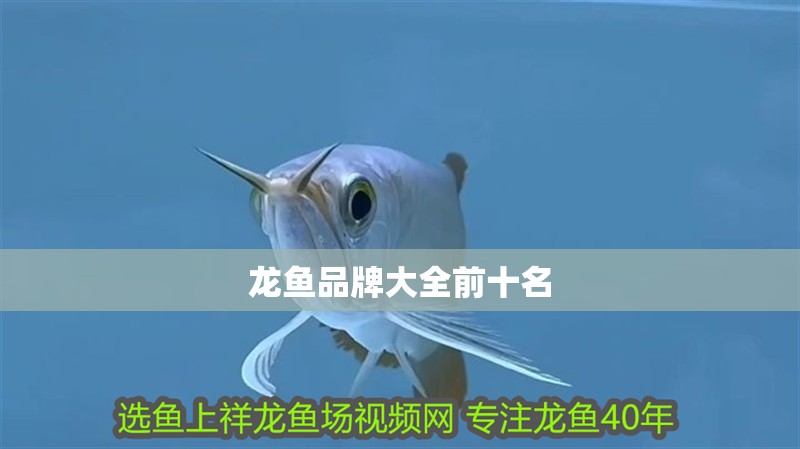 龍魚品牌大全前十名
