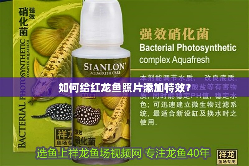 如何給紅龍魚照片添加特效？