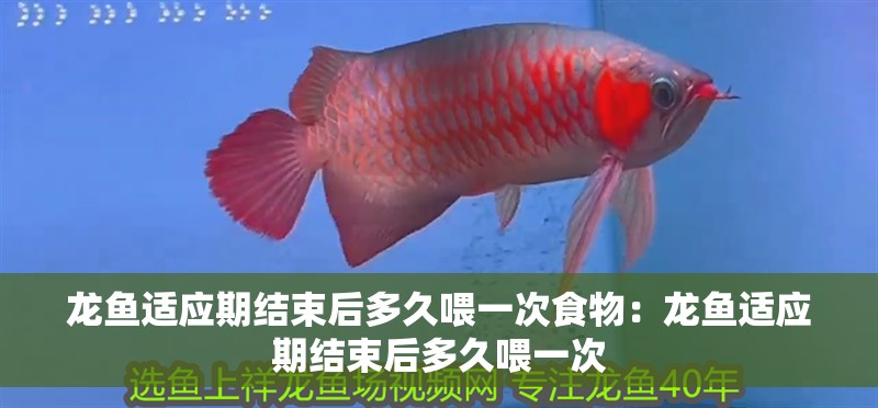 龍魚適應(yīng)期結(jié)束后多久喂一次食物：龍魚適應(yīng)期結(jié)束后多久喂一次