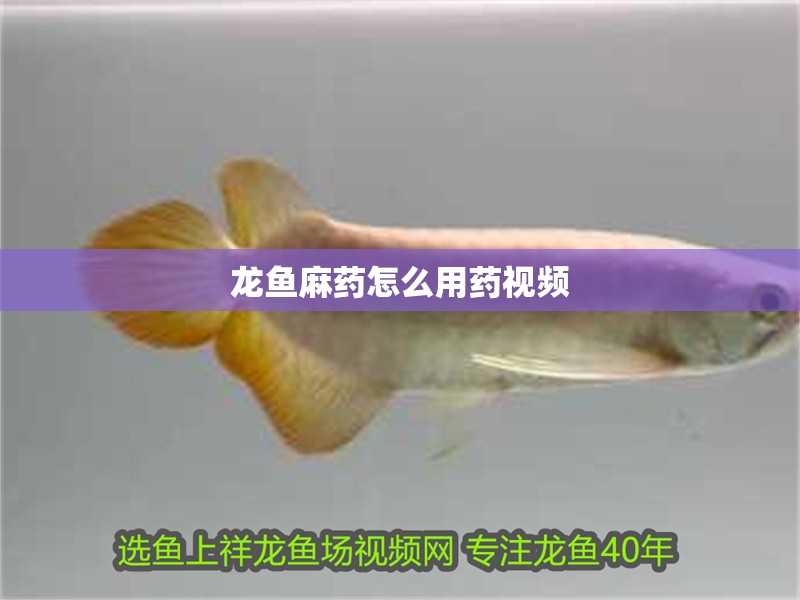龍魚麻藥怎么用藥視頻