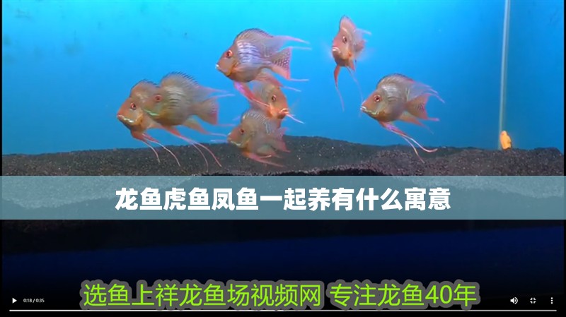 龍魚虎魚鳳魚一起養(yǎng)有什么寓意