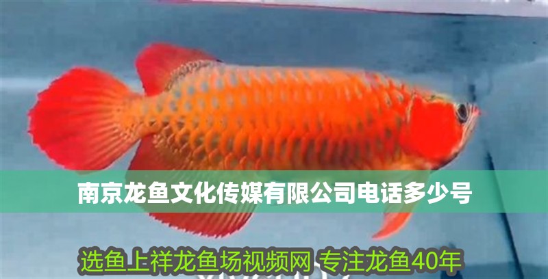 <strong><mark>南京</mark></strong>龍魚文化傳媒有限公司電話多少號(hào)