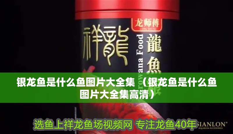 銀龍魚是什么魚圖片大全集 （銀龍魚是什么魚圖片大全集高清）