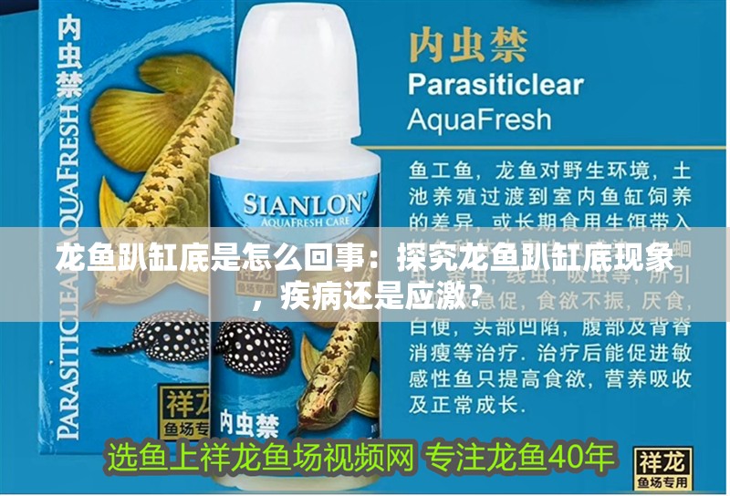 龍魚趴缸底是怎么回事：探究龍魚趴缸底現(xiàn)象，疾病還是應激？