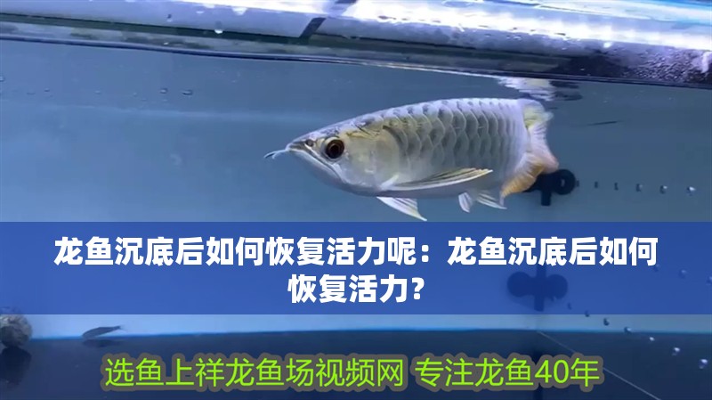 龍魚沉底后如何恢復活力呢：龍魚沉底后如何恢復活力？