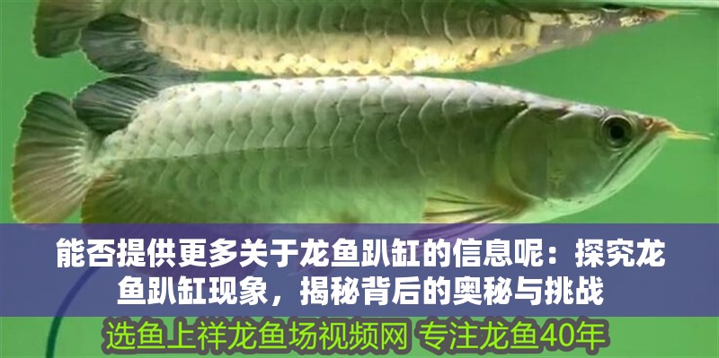 能否提供更多關于龍魚趴缸的信息呢：探究龍魚趴缸現象，揭秘背后的奧秘與挑戰 能否提供更多關于龍魚趴缸的信息呢：探究龍魚趴缸現象，揭秘背后的奧秘與挑戰 水族問答
