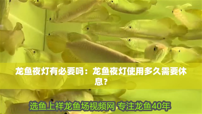 龍魚夜燈有必要嗎：龍魚夜燈使用多久需要休息？