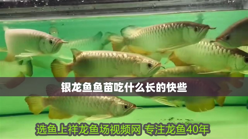 銀龍魚魚苗吃什么長的快些