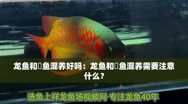 龍魚和魟魚混養(yǎng)好嗎：龍魚和魟魚混養(yǎng)需要注意什么？