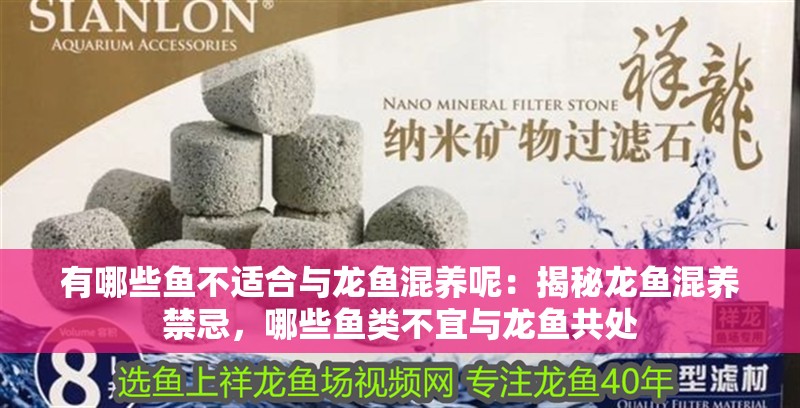 有哪些魚不適合與龍魚混養呢：揭秘龍魚混養禁忌，哪些魚類不宜與龍魚共處