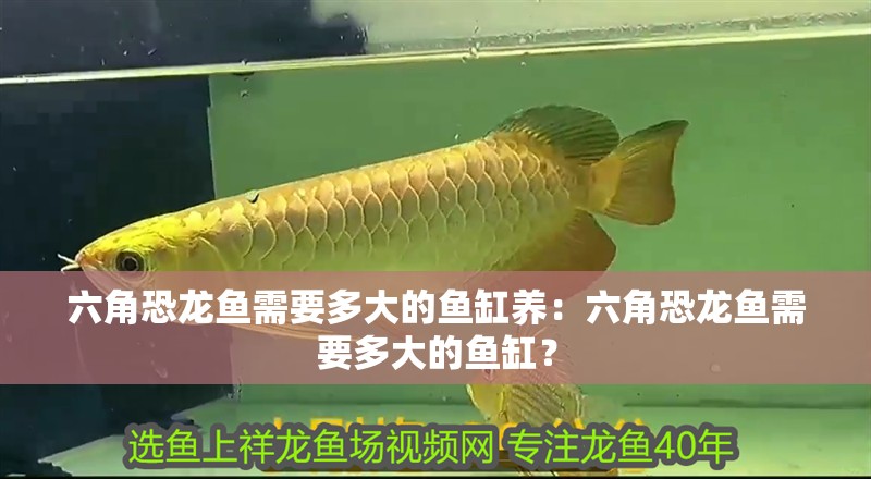 六角恐龍魚需要多大的魚缸養：六角恐龍魚需要多大的魚缸？