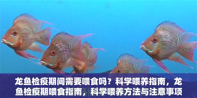 龍魚檢疫期間需要喂食嗎？科學喂養指南，龍魚檢疫期喂食指南，科學喂養方法與注意事項