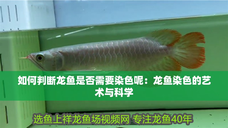 如何判斷龍魚是否需要染色呢：龍魚染色的藝術與科學