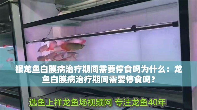銀龍魚白膜病治療期間需要停食嗎為什么：龍魚白膜病治療期間需要停食嗎？