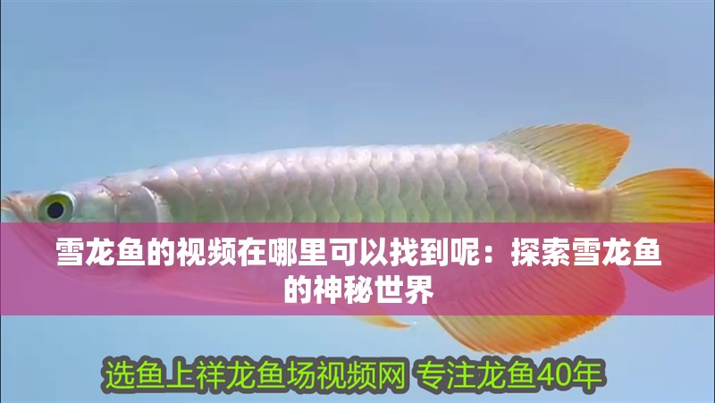 雪龍魚的視頻在哪里可以找到呢：探索雪龍魚的神秘世界