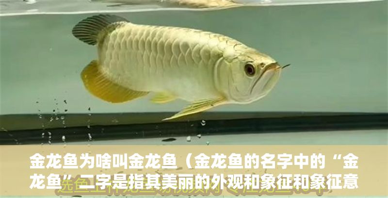 金龍魚為啥叫金龍魚（金龍魚的名字中的“金龍魚”二字是指其美麗的外觀和象征和象征意義）