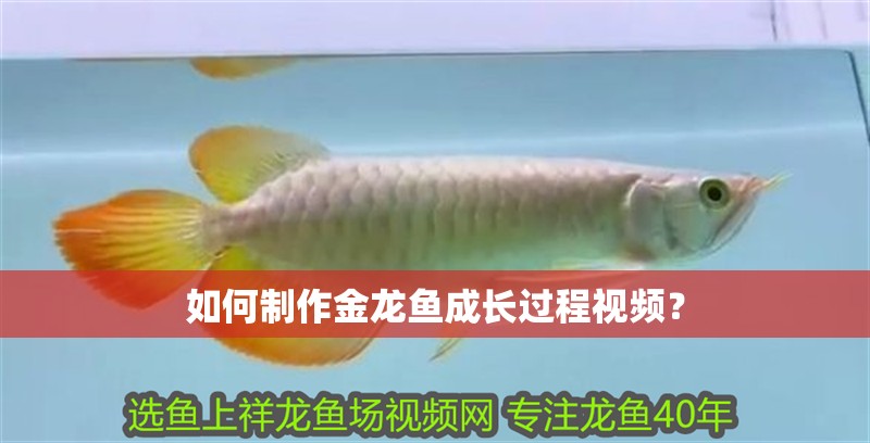 如何制作金龍魚成長過程視頻？