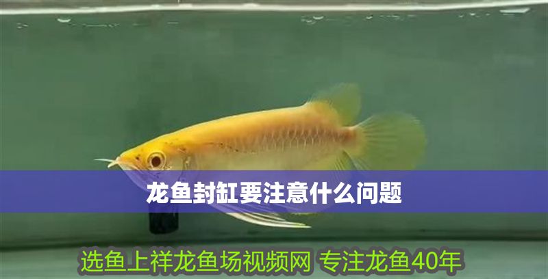 龍魚封缸要注意什么問題 龍魚百科 第2張 龍魚封缸要注意什么問題 龍魚封缸要注意什么問題 龍魚百科 第2張