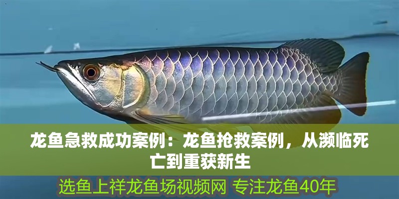 龍魚急救成功案例：龍魚搶救案例，從瀕臨死亡到重獲新生