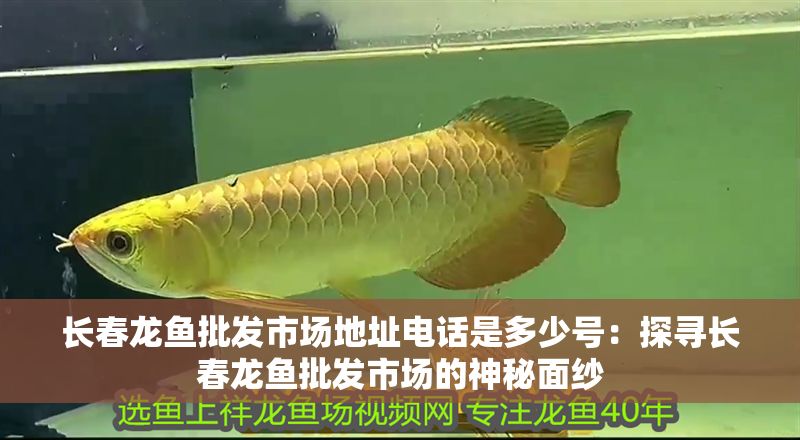 長春龍魚批發(fā)市場地址電話是多少號：探尋長春龍魚批發(fā)市場的神秘面紗