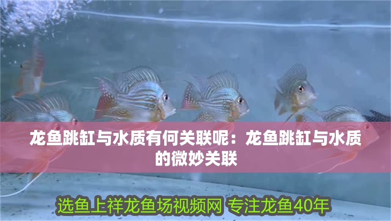 龍魚跳缸與水質有何關聯呢：龍魚跳缸與水質的微妙關聯