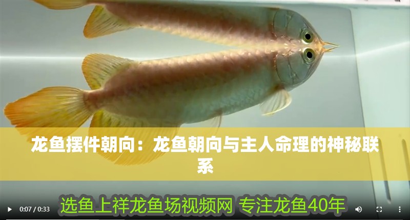 龍魚擺件朝向：龍魚朝向與主人命理的神秘聯系