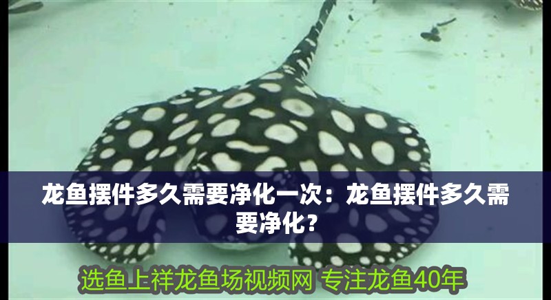 龍魚擺件多久需要凈化一次：龍魚擺件多久需要凈化？
