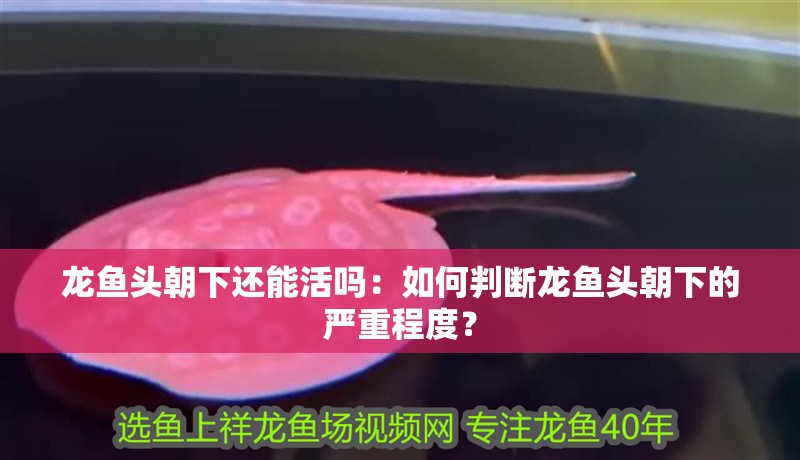 龍魚頭朝下還能活嗎：如何判斷龍魚頭朝下的嚴重程度？
