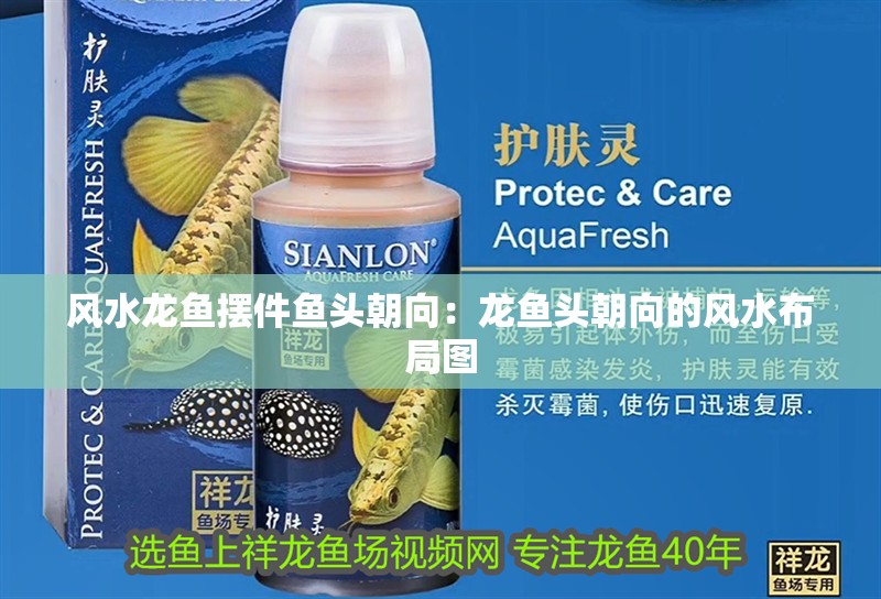 風水龍魚擺件魚頭朝向：龍魚頭朝向的風水布局圖