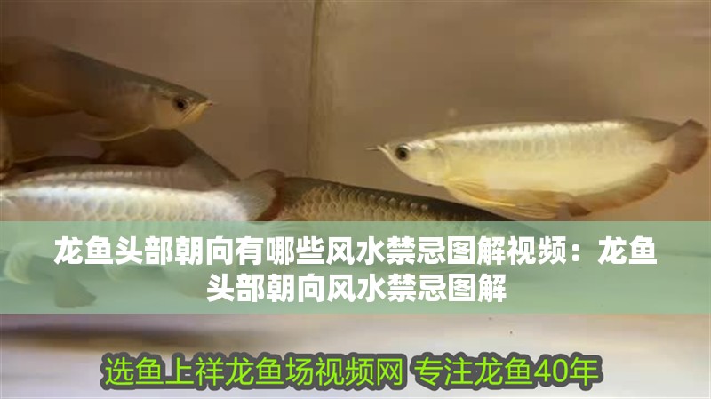 龍魚頭部朝向有哪些風(fēng)水禁忌圖解視頻：龍魚頭部朝向風(fēng)水禁忌圖解