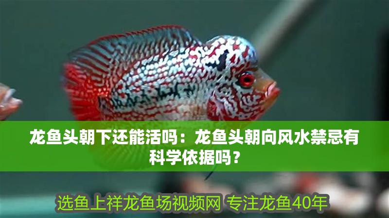 龍魚頭朝下還能活嗎：龍魚頭朝向風(fēng)水禁忌有科學(xué)依據(jù)嗎？