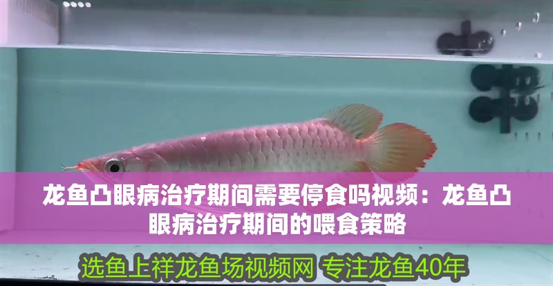 龍魚凸眼病治療期間需要停食嗎視頻：龍魚凸眼病治療期間的喂食策略