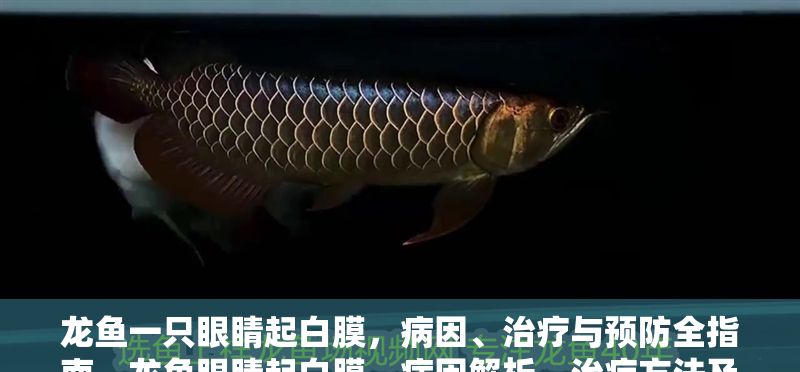龍魚一只眼睛起白膜，病因、治療與預防全指南，龍魚眼睛起白膜，病因解析、治療方法及預防措施全指南