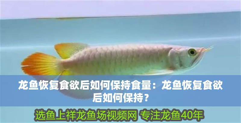 龍魚(yú)恢復(fù)食欲后如何保持食量：龍魚(yú)恢復(fù)食欲后如何保持？