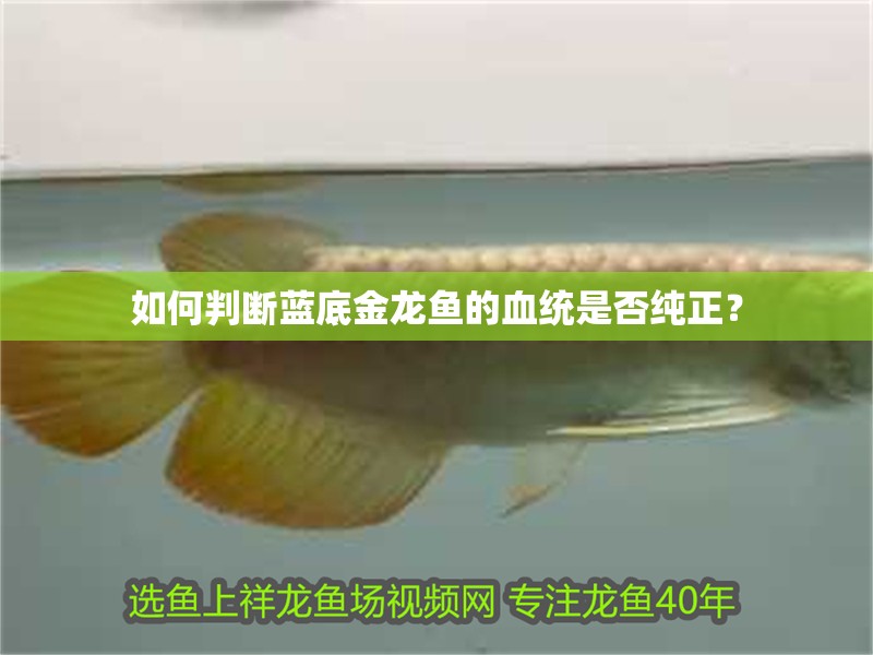 如何判斷藍底金龍魚的血統是否純正？