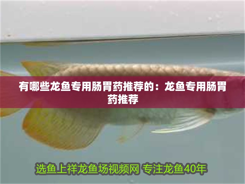 有哪些龍魚專用腸胃藥推薦的：龍魚專用腸胃藥推薦