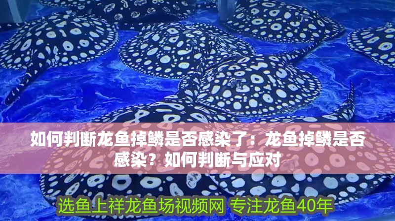 如何判斷龍魚掉鱗是否感染了：龍魚掉鱗是否感染？如何判斷與應(yīng)對