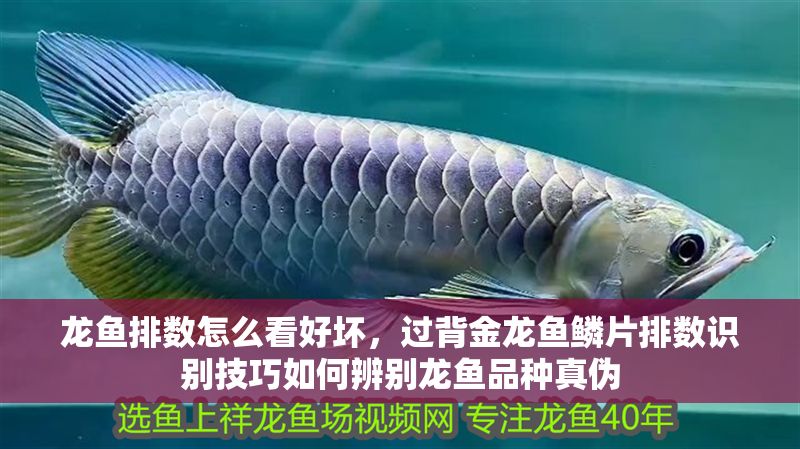 龍魚排數怎么看好壞，過背金龍魚鱗片排數識別技巧如何辨別龍魚品種真偽