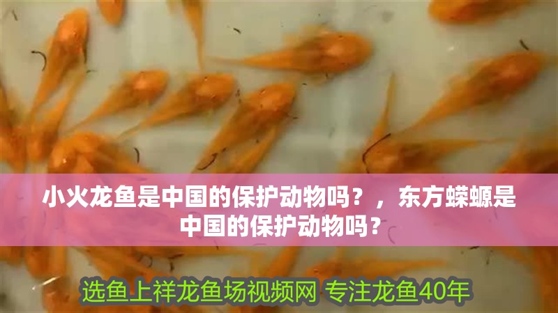 小火龍魚是中國的保護動物嗎？，東方蠑螈是中國的保護動物嗎？