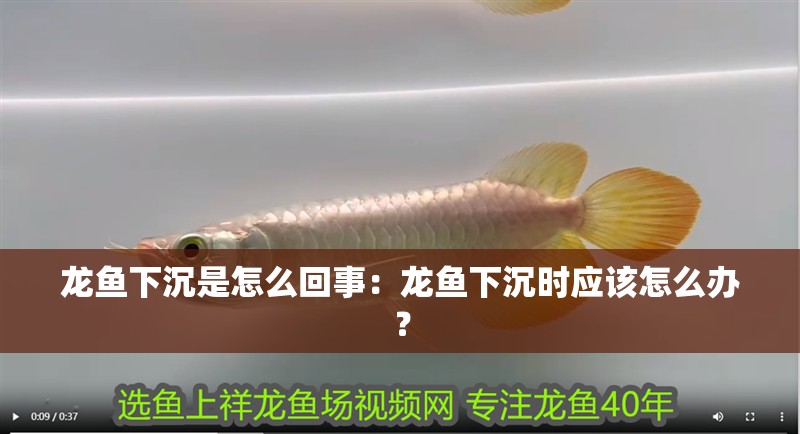 龍魚下沉是怎么回事：龍魚下沉時應該怎么辦？