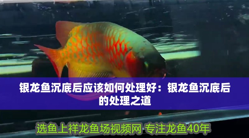 銀龍魚沉底后應該如何處理好：銀龍魚沉底后的處理之道